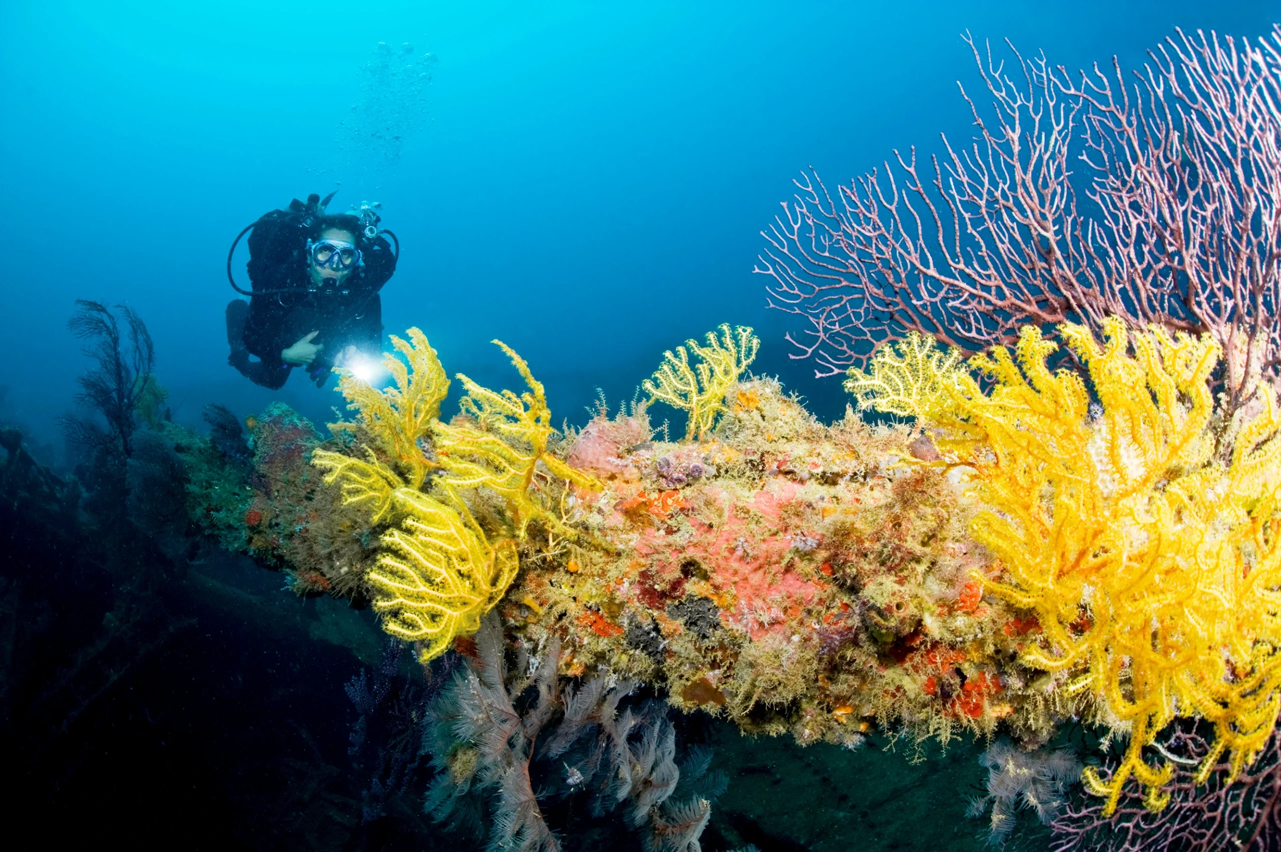 Grenada Tourism Authority Announces 5th Annual Dive and Conservation Festival