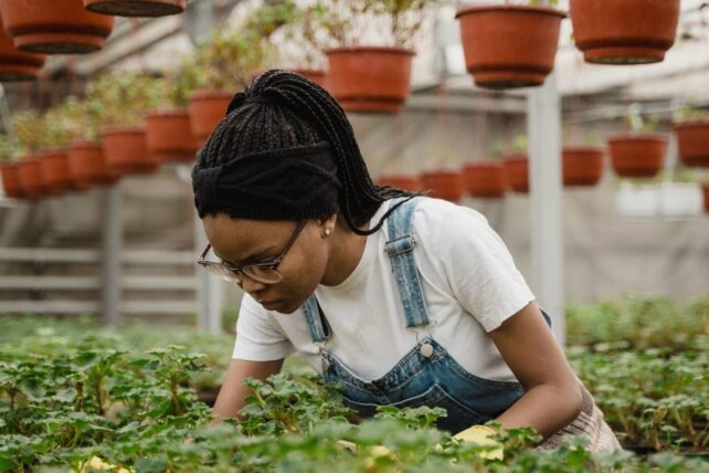 Farmer Field School Transform Dominican Farmers Lives